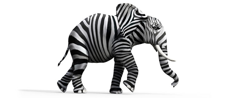 elephant with zebra stripes