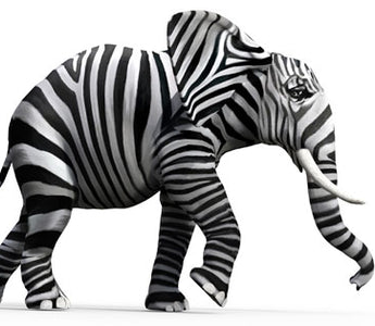 elephant with zebra stripes