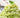 Pistachio Pesto Pasta
