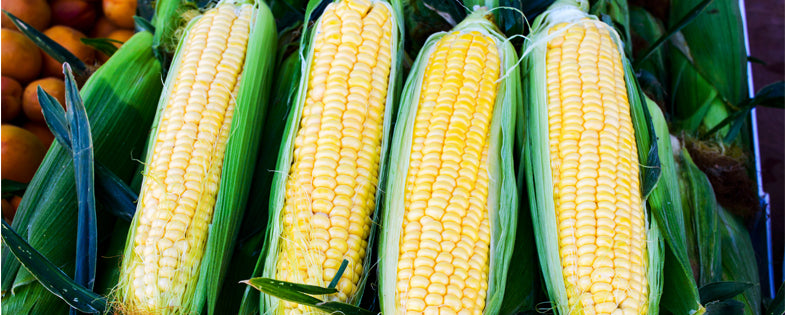 Summer Corn Soup