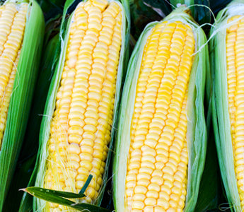 Summer Corn Soup