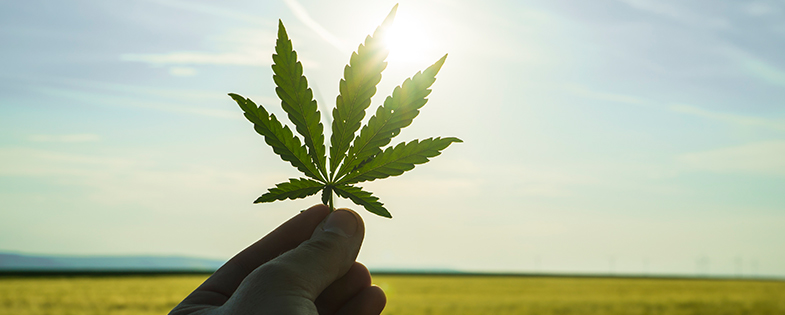 Cannabis Leaf in Sun